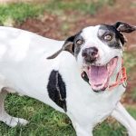 Pet of the Week
